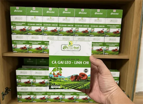 Hoạt chất Polysaccharide và Triterpenoids trong nấm linh chi: Cặp bài trùng bảo vệ gan và hệ miễn dịch